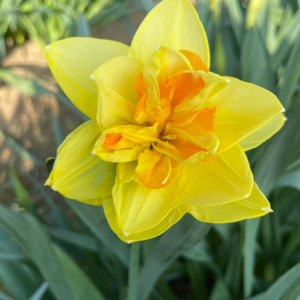 Daffodil Bulbs | Buy Daffodil Bulbs Online | Boston Seeds